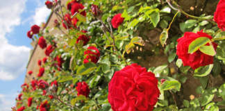 rose rampicanti