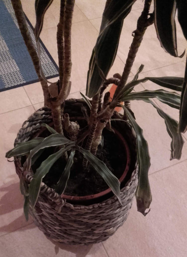 dracena con foglie appassite