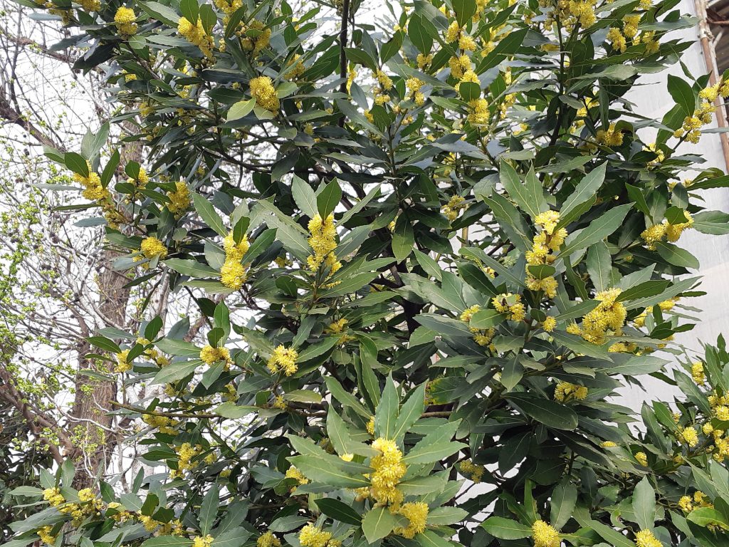 alloro laurus