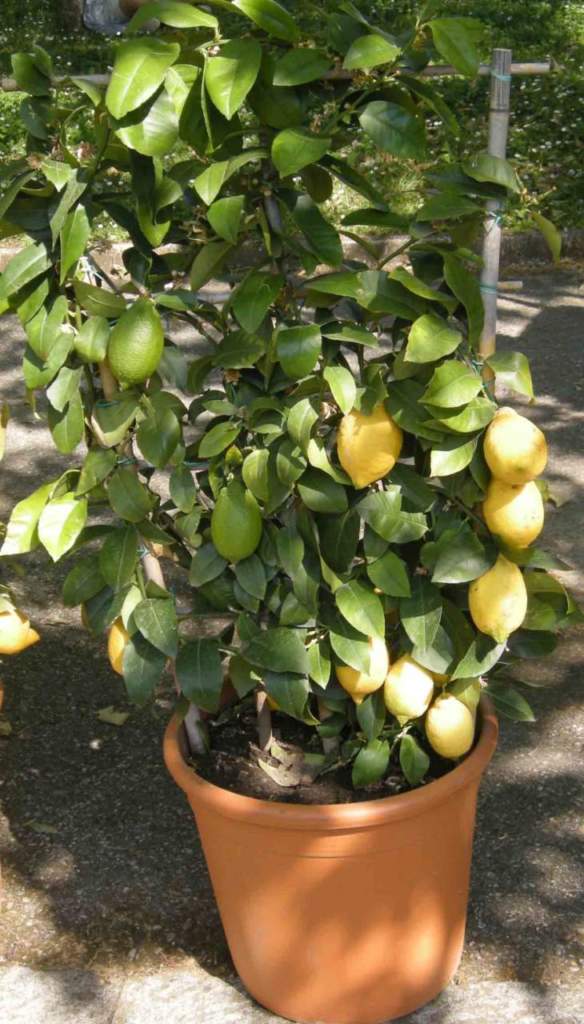 limone