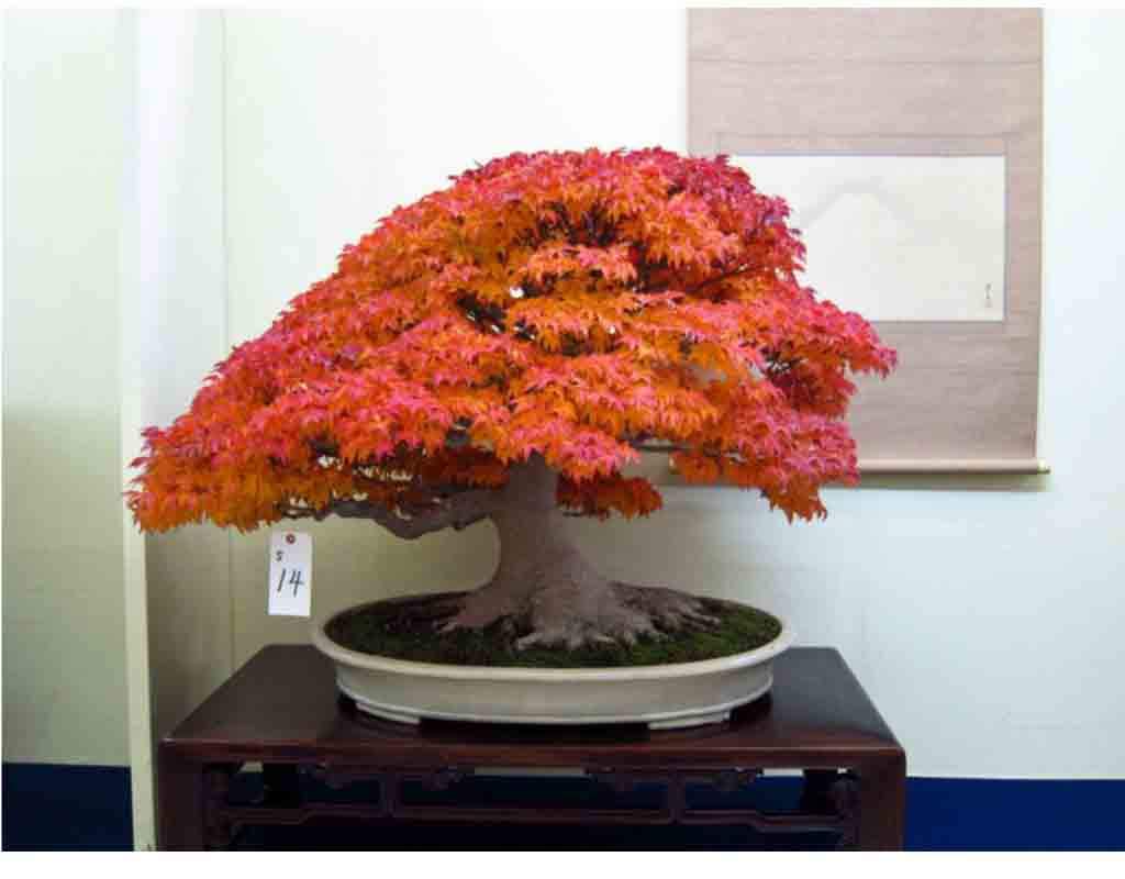 bonsai