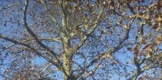 salvare albero