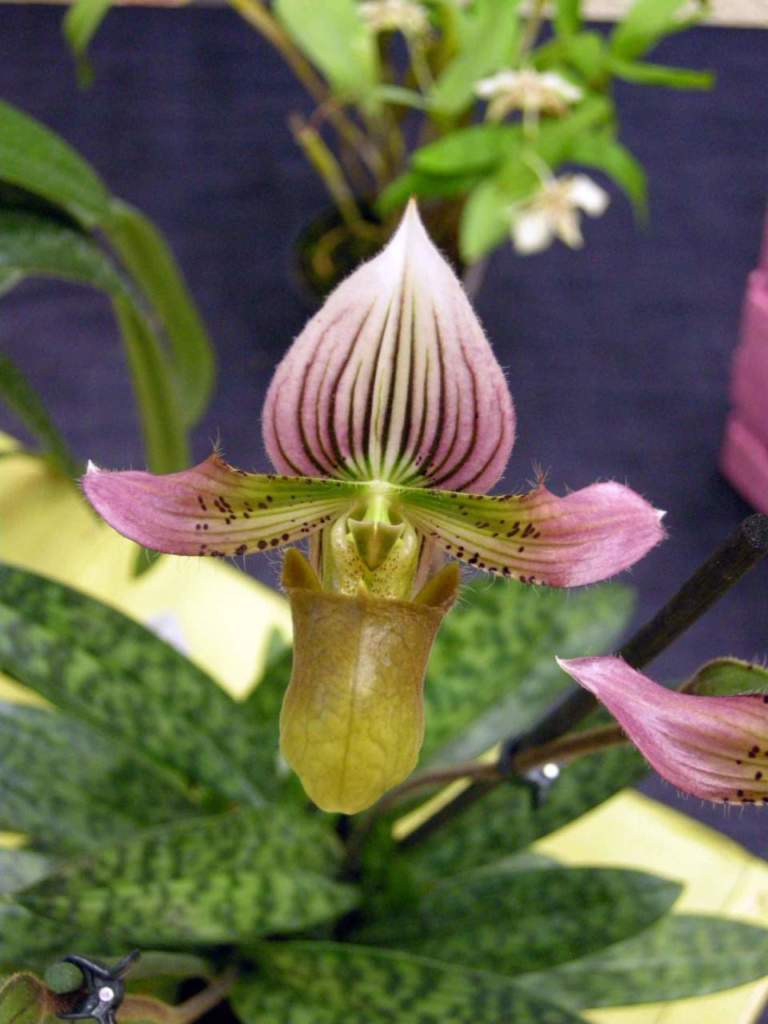 paphiopedilum acmodontum