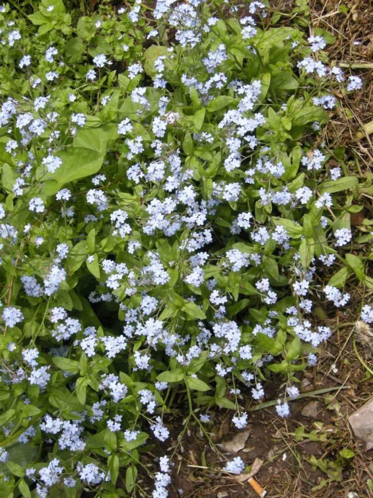 myosotis, nontiscordardimè