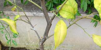 pianta di limone con foglie gialle