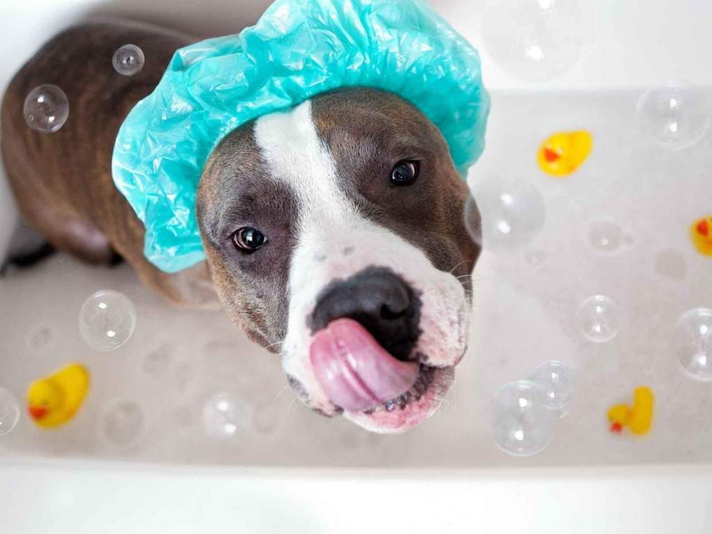 aceto per lavare il cane