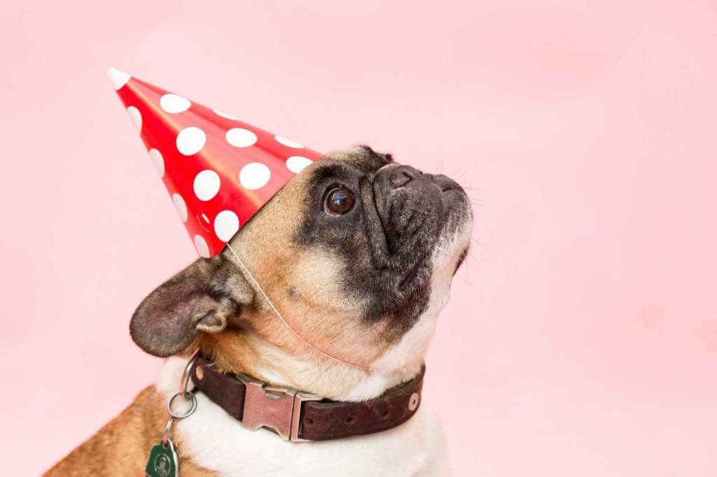 carnevale per cani e gatti