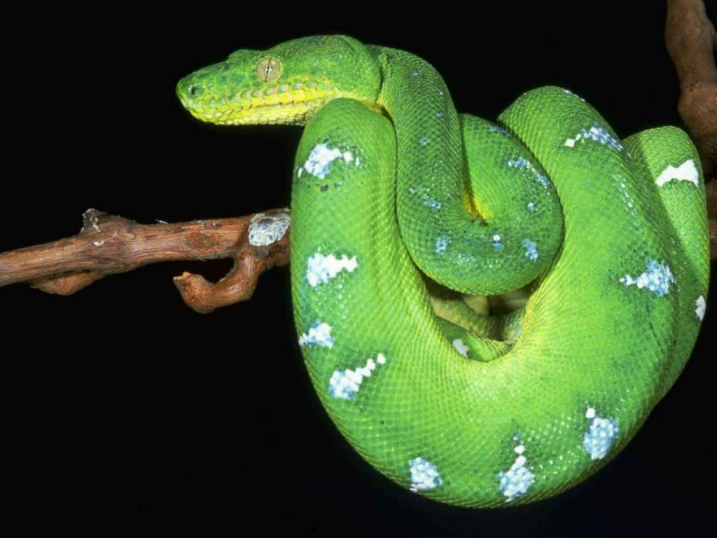 teche per serpenti, serpenti