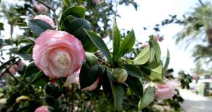 camelie in fiore 2020