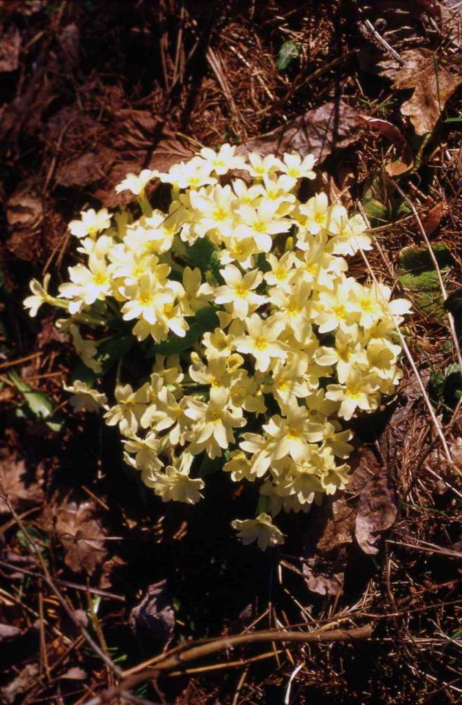 primi fiori di stagione, primula