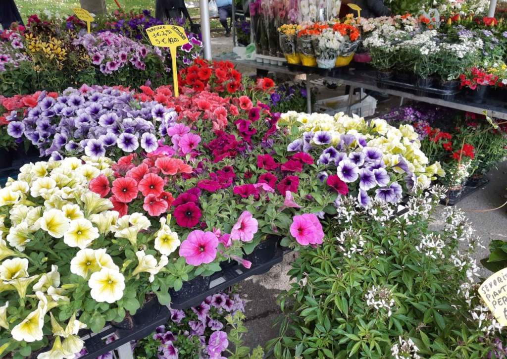 fiori e piante