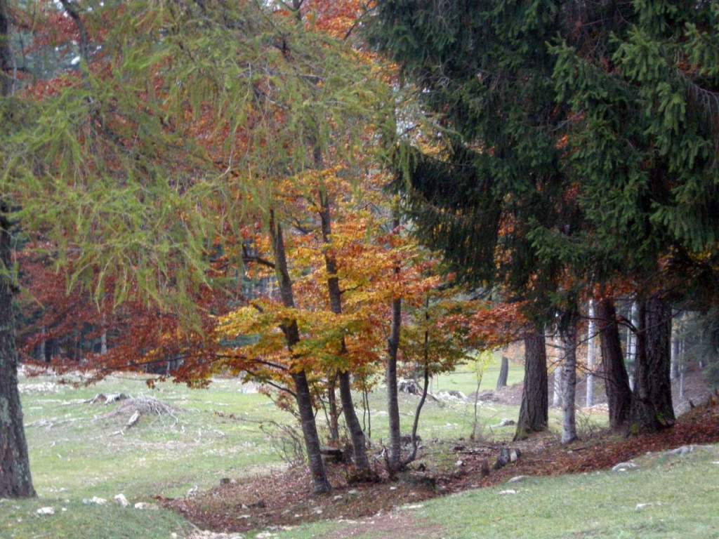 bosco, riforestazione
