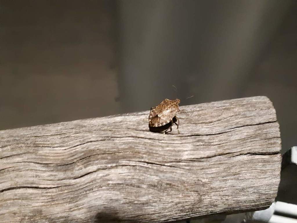 cimice asiatica halyomorpha
