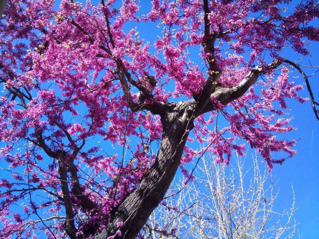 albero di Giuda