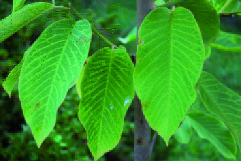 clorosi