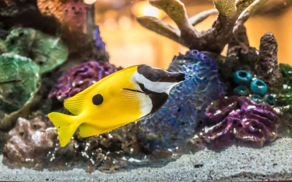 acquario arredo