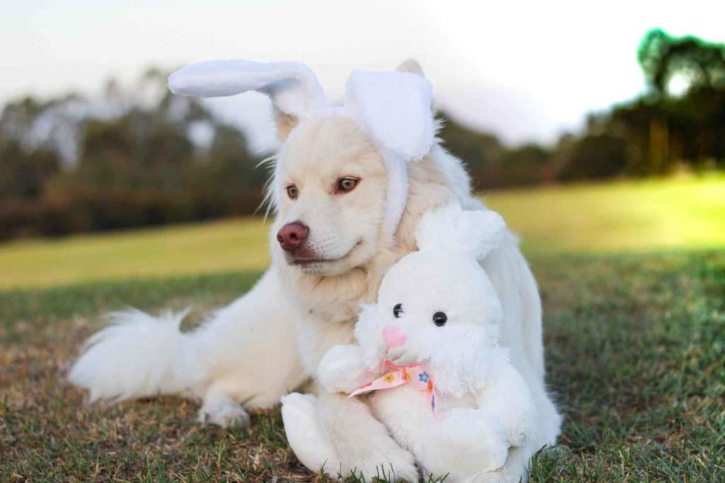 pasqua con cane e gatto