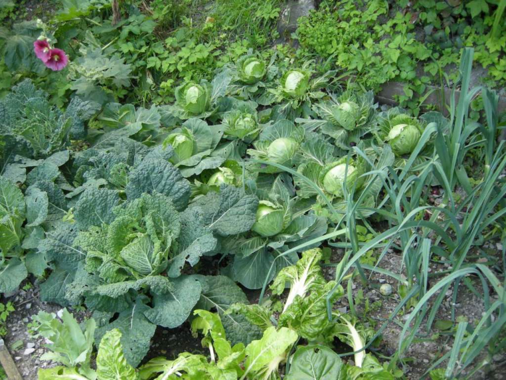 Coronavirus orti lontano da casa