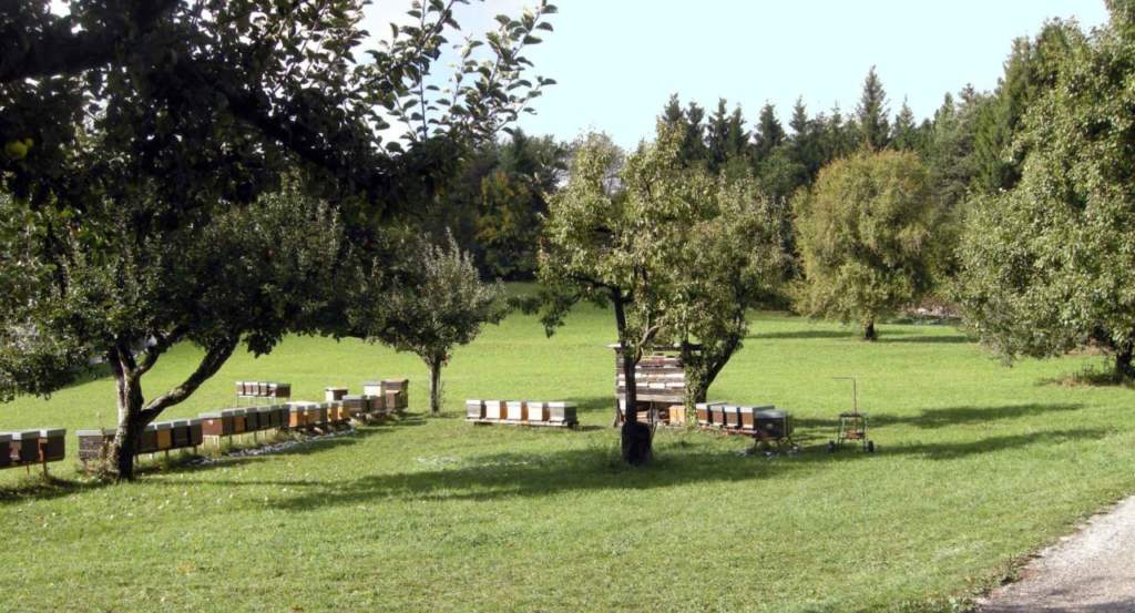 allevare api alveare