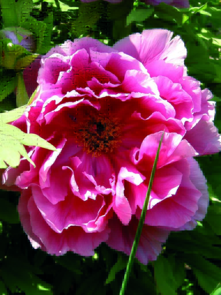 fiori profumati peonia