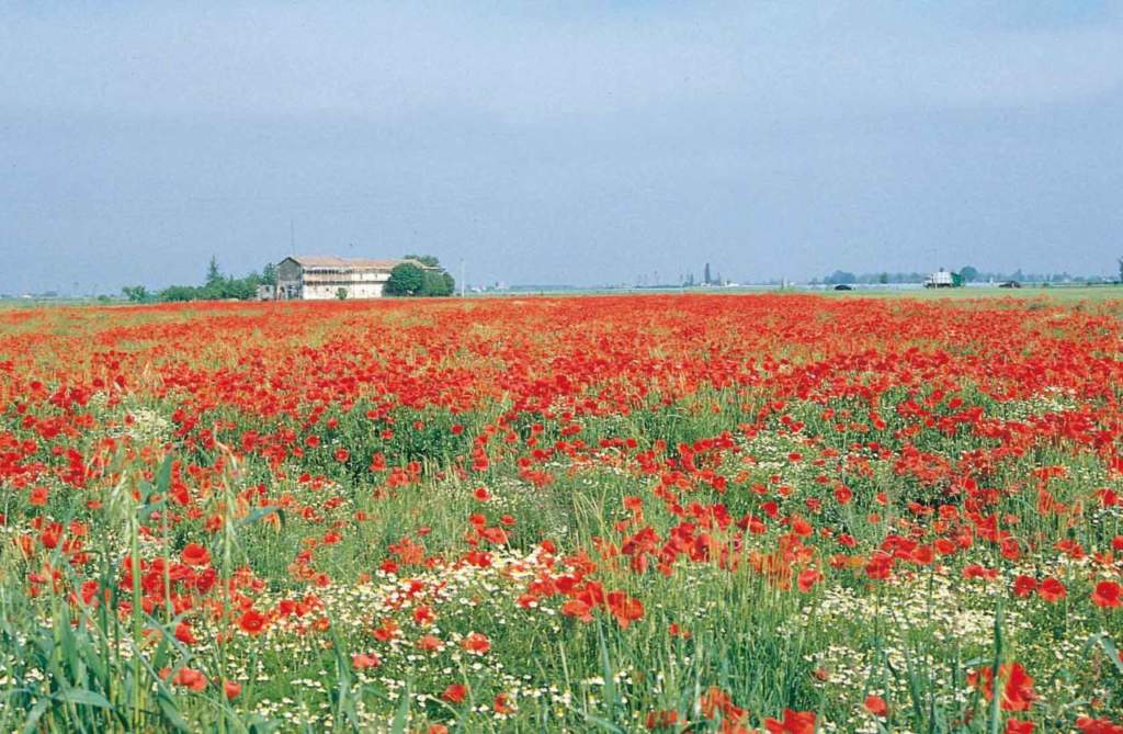 erbe di campo