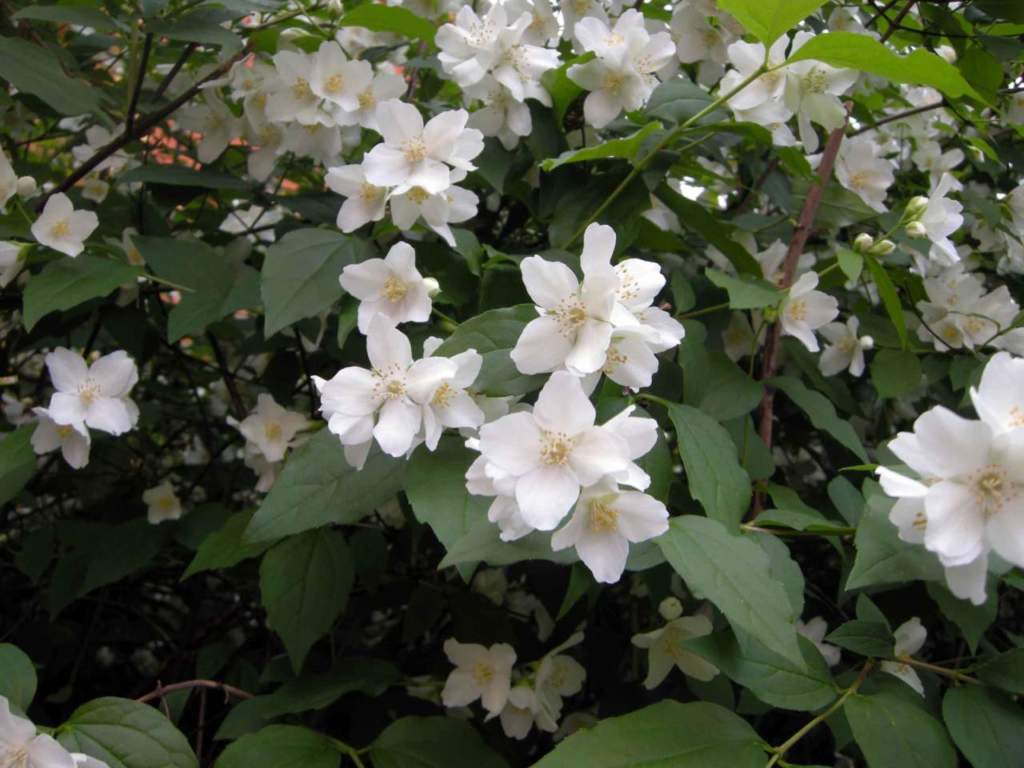 fior d'angelo Philadelphus