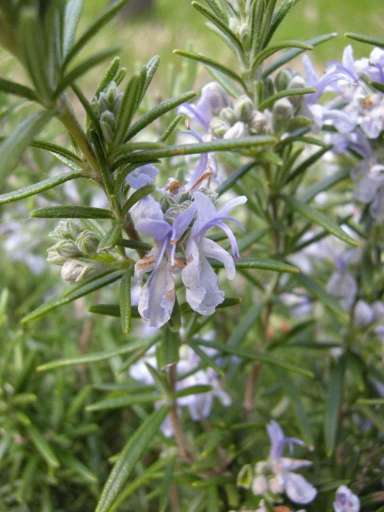 aromatiche rosmarino fiori