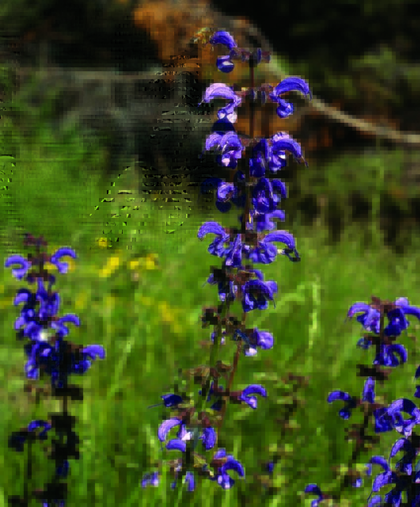 salvia ape