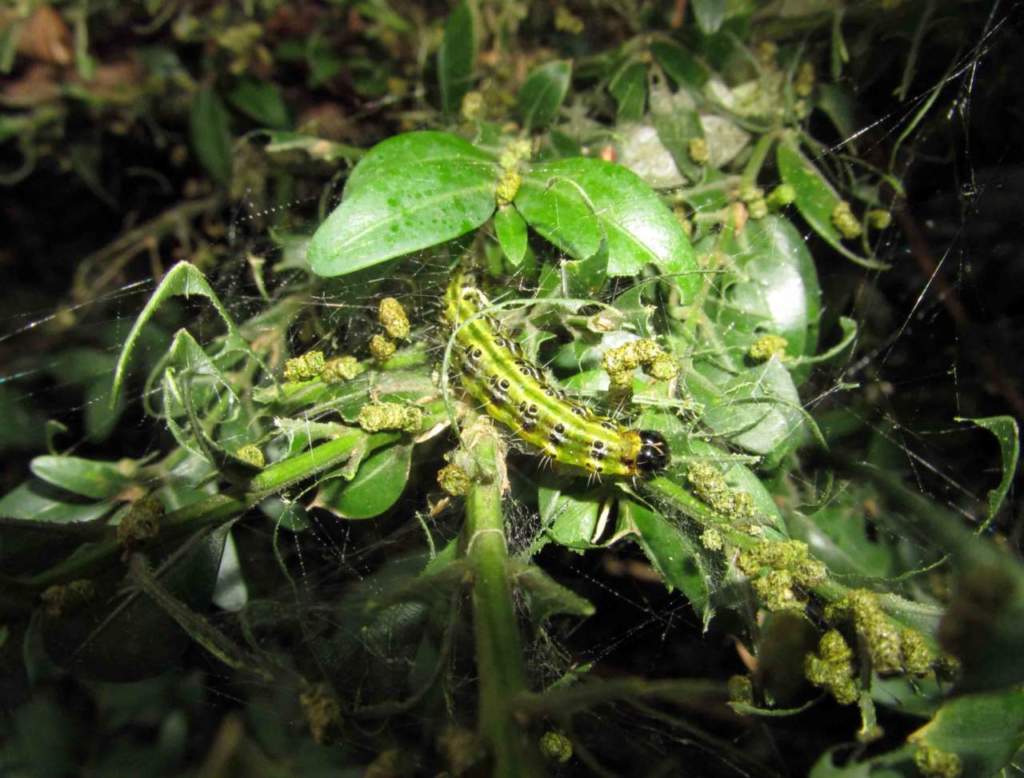 Cydalima perspectalis piralide del bosso