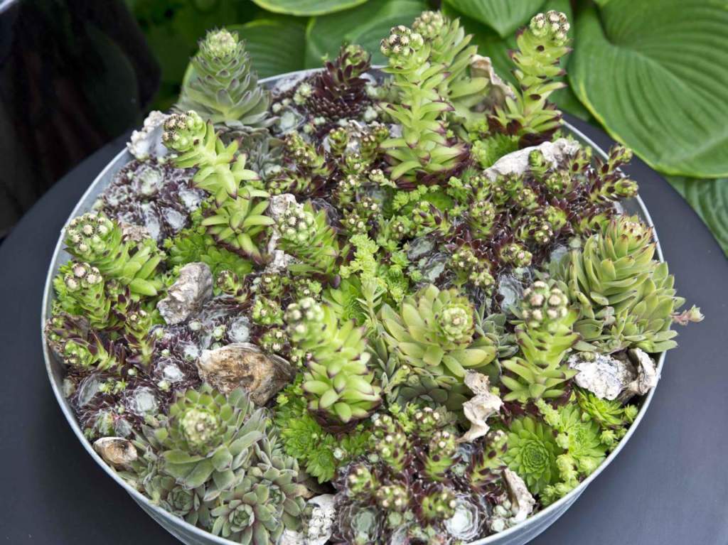 sempervivum ciotola