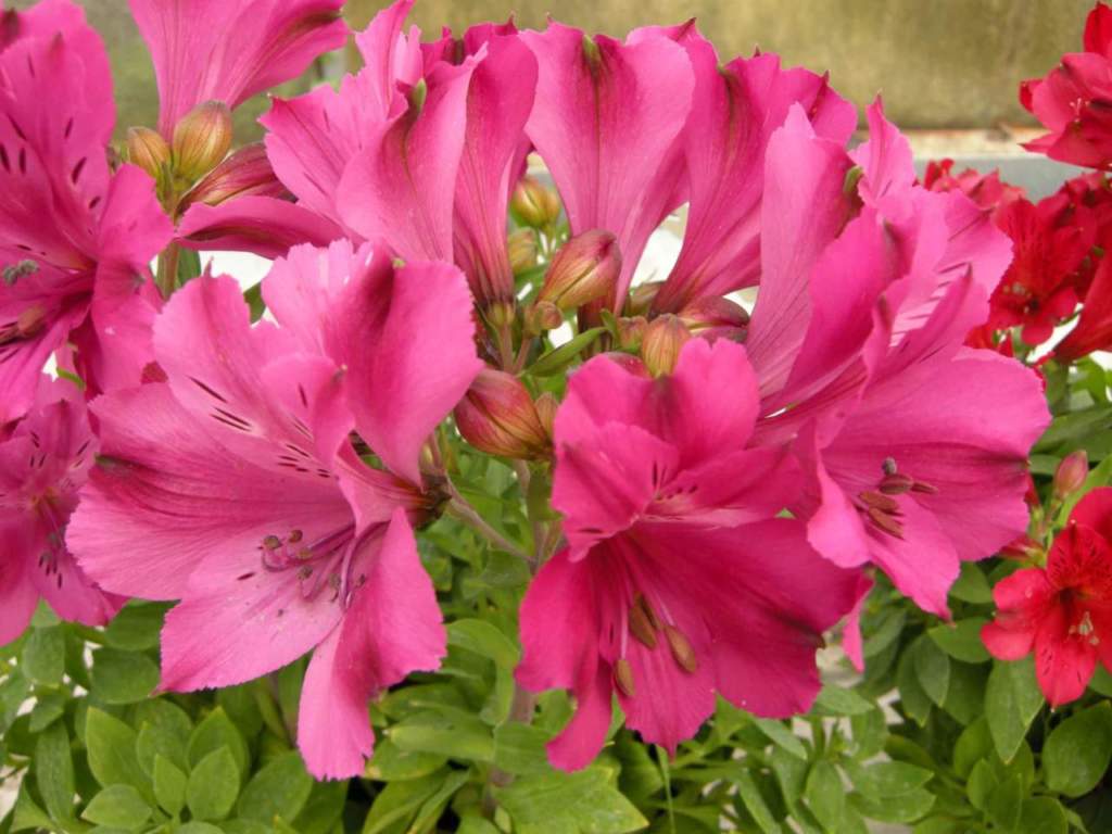 alstroemeria fiori rossi
