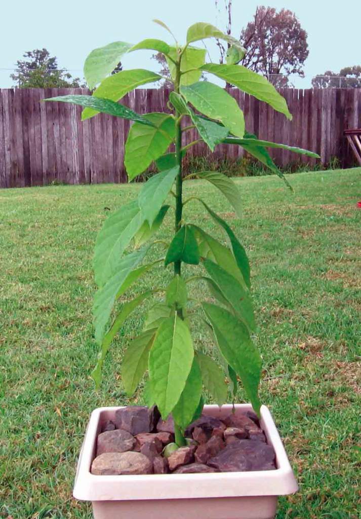 avocado pianta in vaso