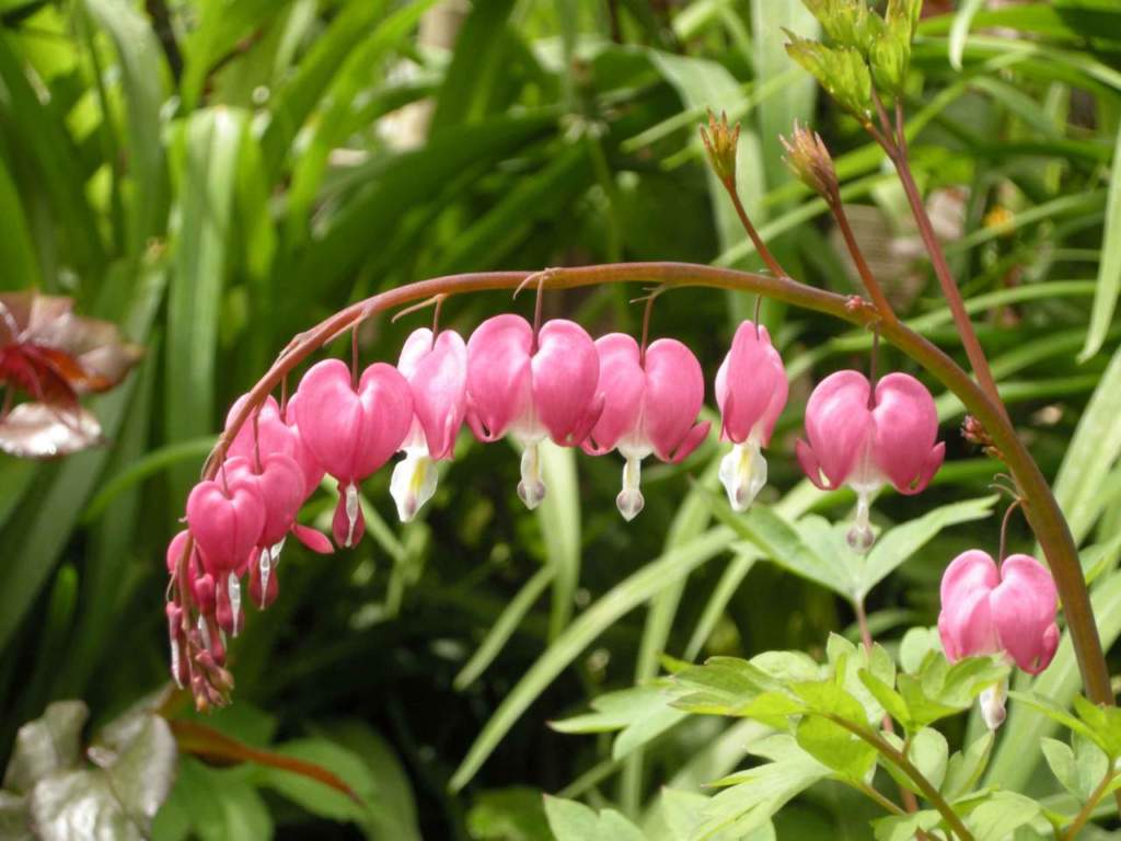 dicentra fiori cuore
