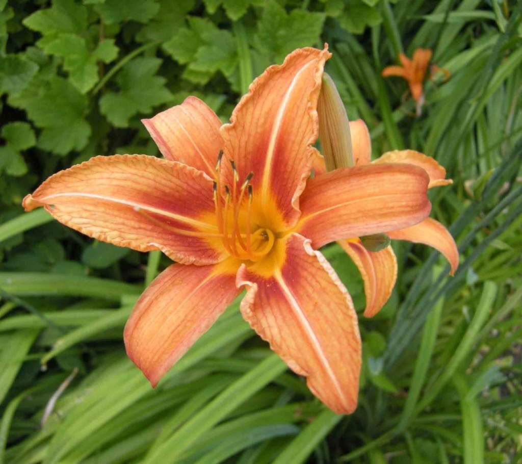 hemerocallis arancione