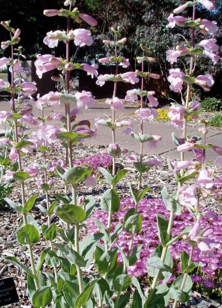 Penstemon Praire Jewel