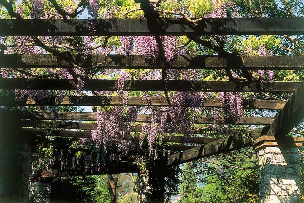 ombra pergola glicine
