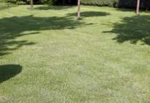 tagliare l'erba