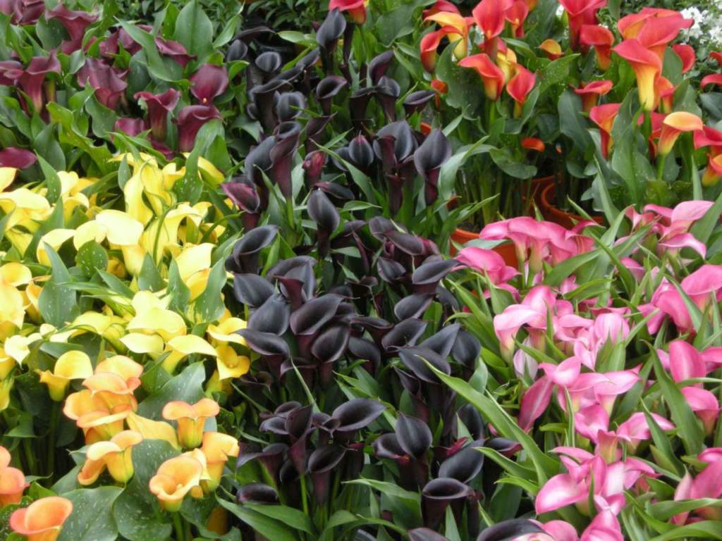 calla