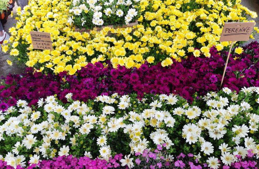 osteospermum
