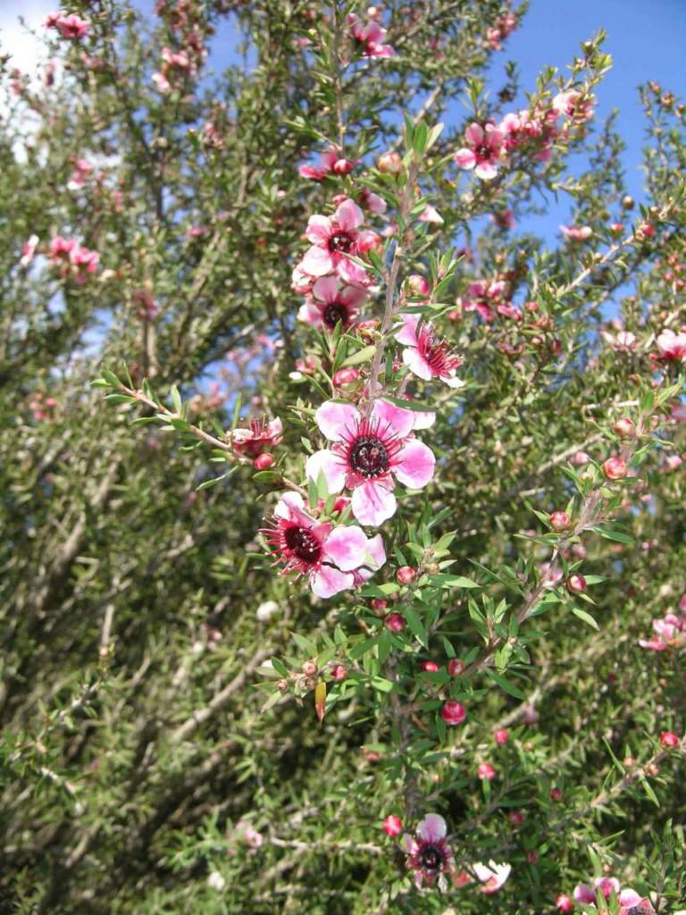 piante australiane leptospermum