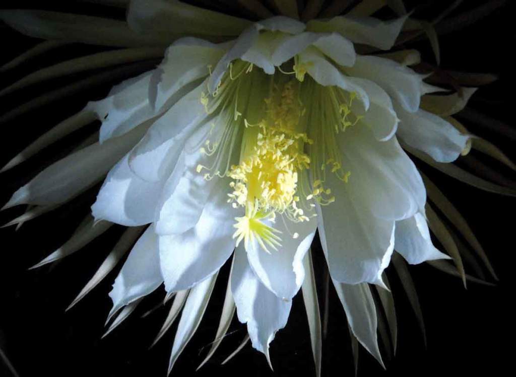fiori sera Selenicereus