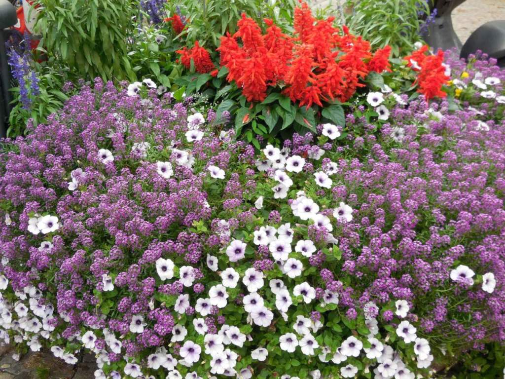 lockdown giardinaggio aiuola lobularia surfinia