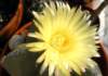 grassa non fiorisce astrophytum myriostigma