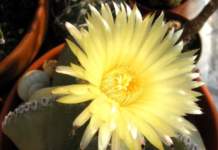 grassa non fiorisce astrophytum myriostigma