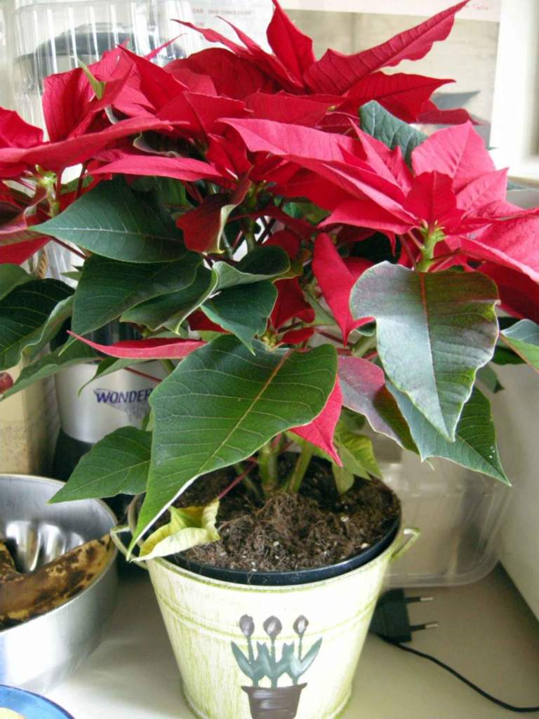 piante velenose stella di Natale