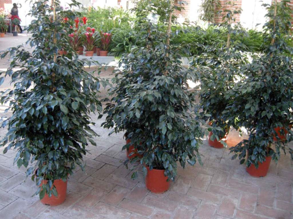 piante velenose ficus benjamina