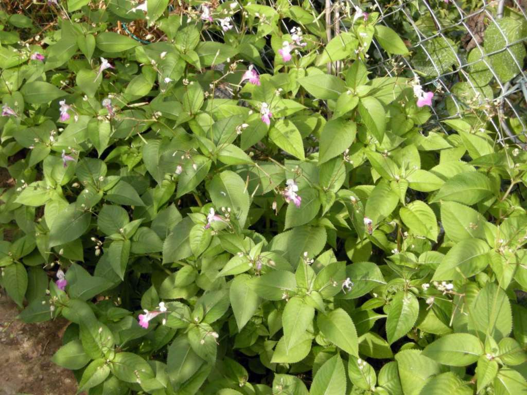 impatiens balfourii