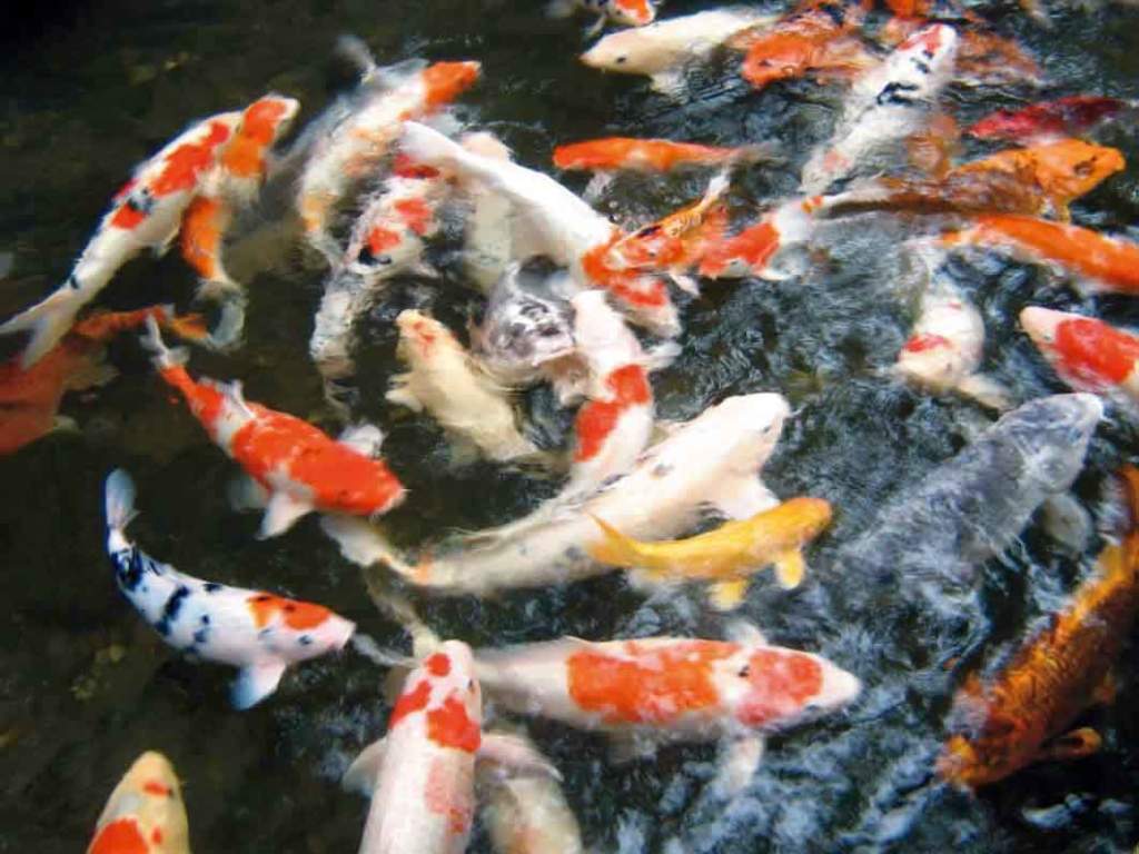 carpe koi