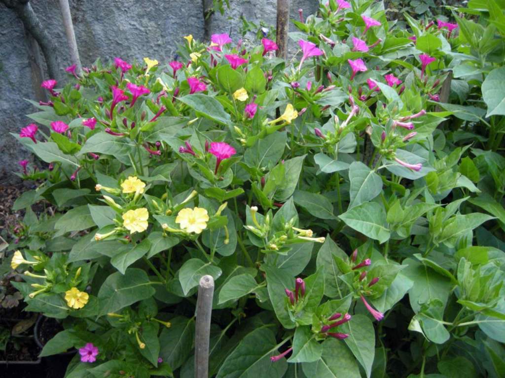 bella di notte rosa gialla