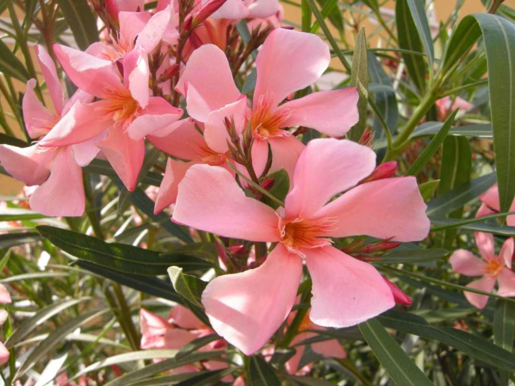 piante velenose oleandro